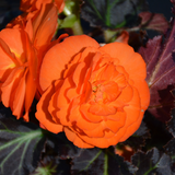 Begonia 'Mocca Deep Orange' from Cedar Nursery, Cobham