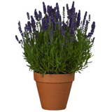 Lavandula angustifolia 'Dark Blue' from Cedar Nursery, Cobham
