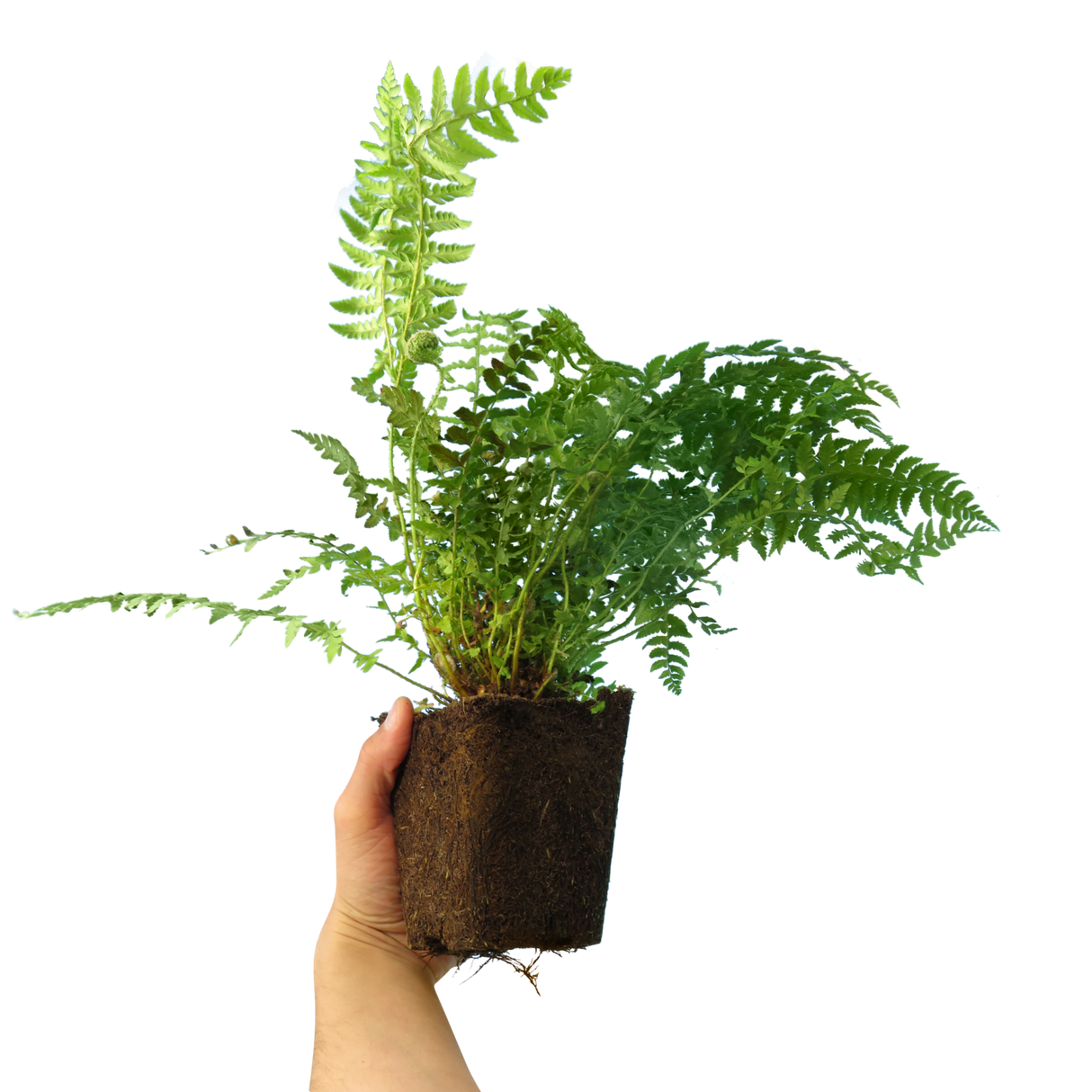 Dryopteris filix-mas (Male Fern) from Cedar Nursery, Cobham