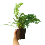 Dryopteris filix-mas (Male Fern) from Cedar Nursery, Cobham