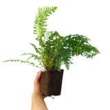 Dryopteris filix-mas (Male Fern) from Cedar Nursery, Cobham
