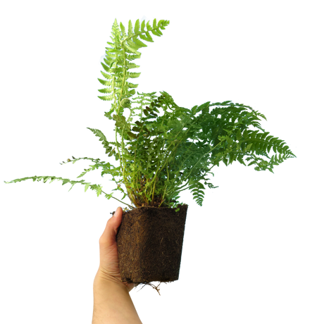 Dryopteris filix-mas (Male Fern) from Cedar Nursery, Cobham