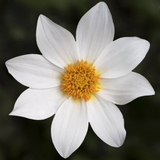 Dahlia 'Dahelgria White' from Cedar Nursery, Cobham