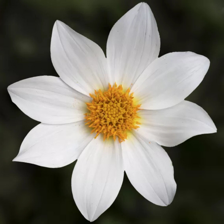 Dahlia 'Dahelgria White' from Cedar Nursery, Cobham