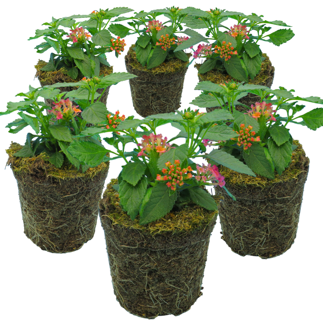 Lantana camara 'Evita Rose' from Cedar Nursery, Cobham