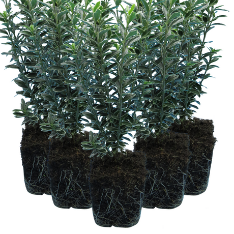 Euonymus japonicus 'Microphyllus Albovariegatus' from Cedar Nursery, Cobham