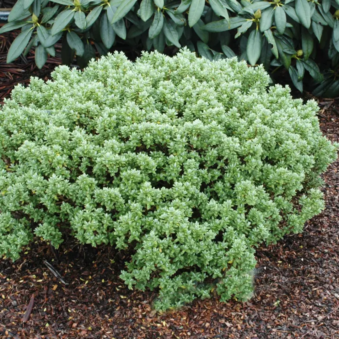 Hebe 'Sutherlandii' from Cedar Nursery, Cobham