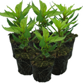 Celosia argentea 'First Flame Red' from Cedar Nursery, Cobham