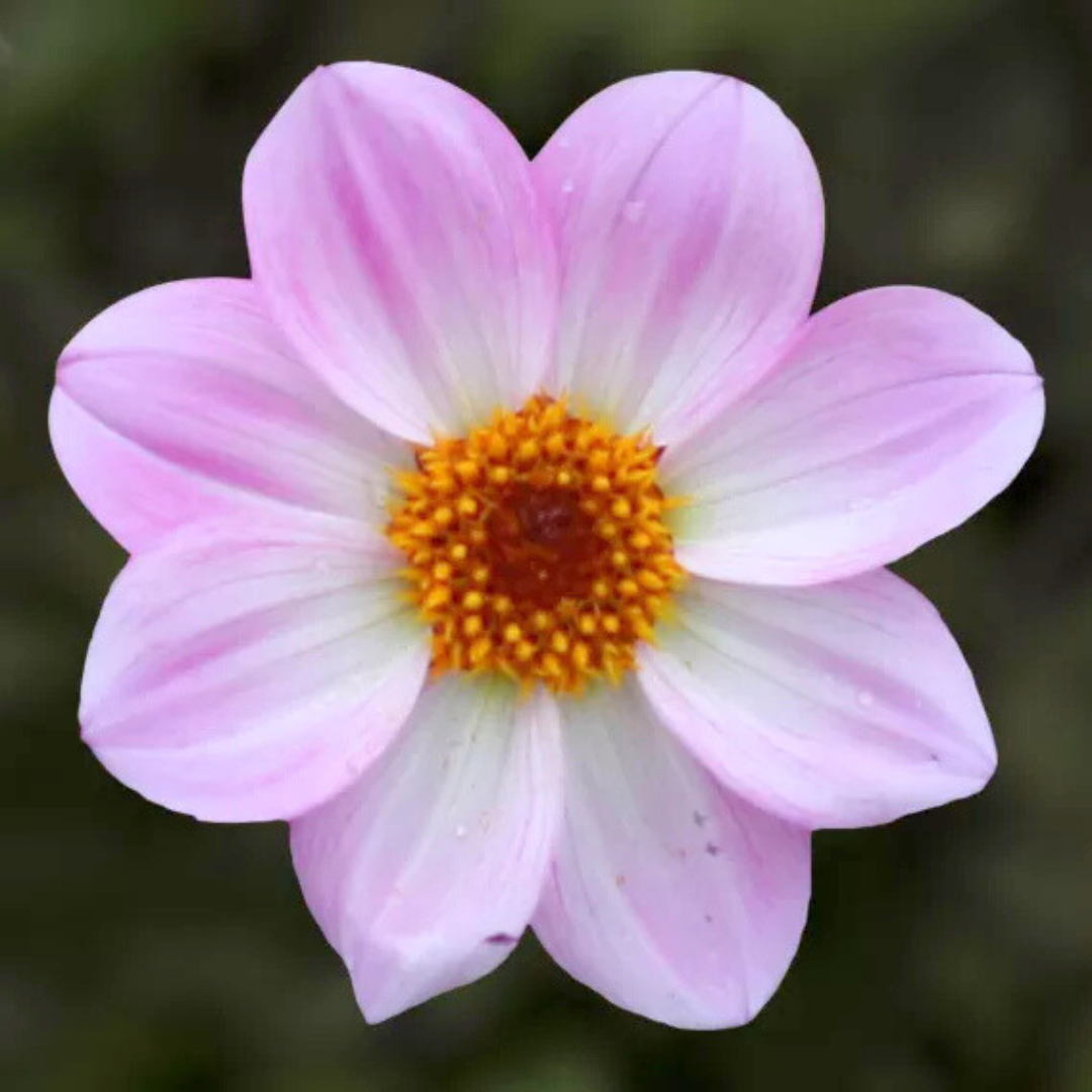 Dahlia 'Dahelgria Pink Flame' from Cedar Nursery, Cobham