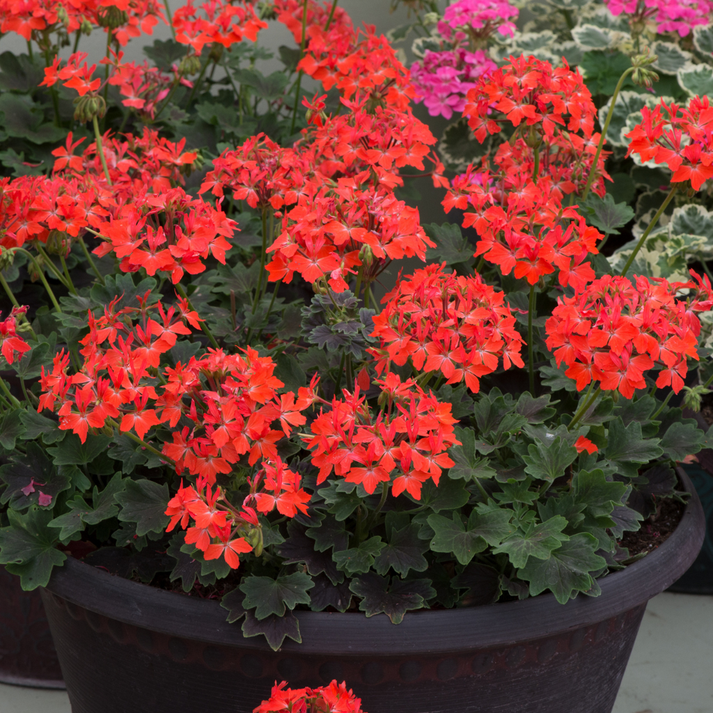 Pelargonium 'Pelgardini Variegated Chocolate' from Cedar Nursery, Cobham