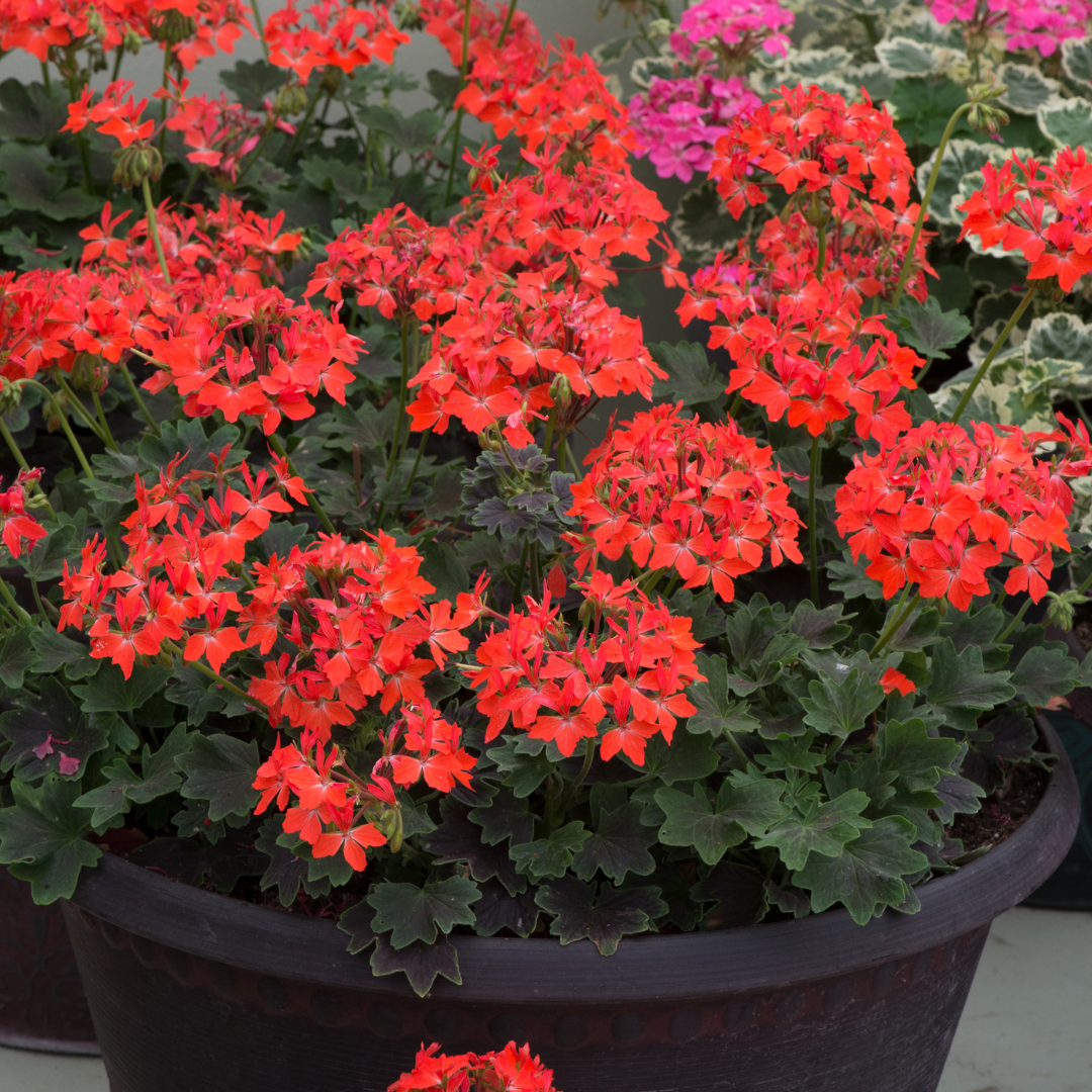 Pelargonium 'Pelgardini Variegated Chocolate' from Cedar Nursery, Cobham