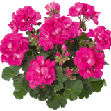 Pelargonium 'Toscana Dolce Vita Klass' from Cedar Nursery, Cobham