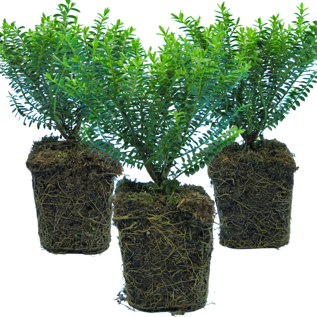 Hebe 'New Zealand Gold' from Cedar Nursery, Cobham