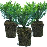 Hebe 'New Zealand Gold' from Cedar Nursery, Cobham