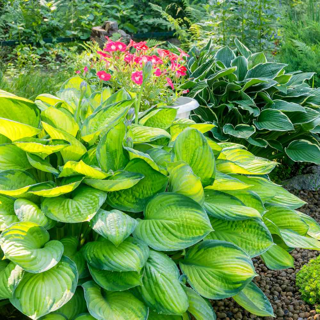 Set of Hosta (Francee, First Frost, Paul's Glory) from Cedar Nursery, Cobham