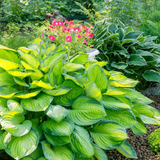 Set of Hosta (Francee, First Frost, Paul's Glory) from Cedar Nursery, Cobham
