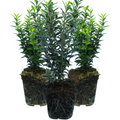 Set of Euonymus japonicus 'Microphyllus' - Aureovariegatus, Albovariegatus from Cedar Nursery, Cobham