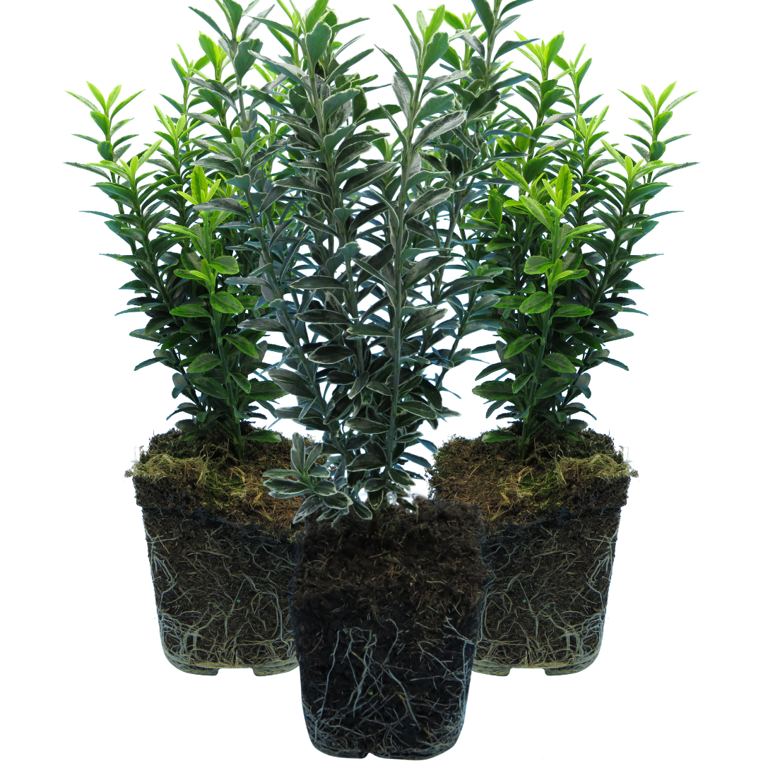 Set of Euonymus japonicus 'Microphyllus' - Aureovariegatus, Albovariegatus from Cedar Nursery, Cobham