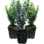 Set of Euonymus japonicus 'Microphyllus' - Aureovariegatus, Albovariegatus from Cedar Nursery, Cobham