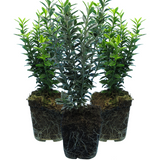 Set of Euonymus japonicus 'Microphyllus' - Aureovariegatus, Albovariegatus from Cedar Nursery, Cobham