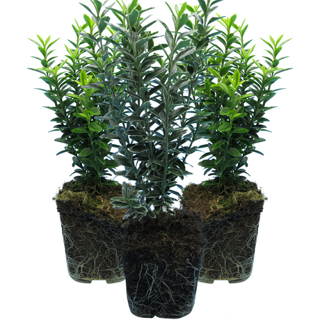 Set of Euonymus japonicus 'Microphyllus' - Aureovariegatus, Albovariegatus from Cedar Nursery, Cobham