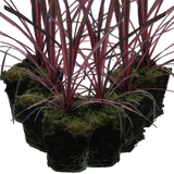 Cordyline australis 'Charlie Boy' from Cedar Nursery, Cobham