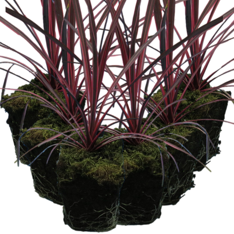 Cordyline australis 'Charlie Boy' from Cedar Nursery, Cobham