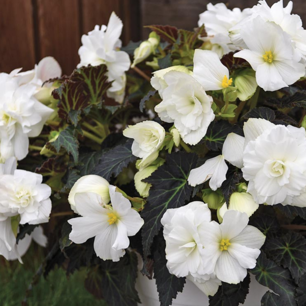 Begonia 'Mocca White' from Cedar Nursery, Cobham