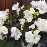 Begonia 'Mocca White' from Cedar Nursery, Cobham