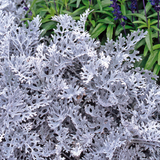 Senecio cineraria 'Silverdust' from Cedar Nursery, Cobham