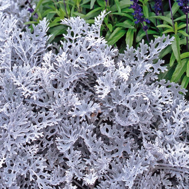 Senecio cineraria 'Silverdust' from Cedar Nursery, Cobham