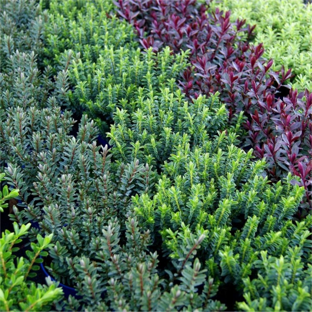 Set of Hebe (Variegata, New Zealand Gold, Sutherlandii) from Cedar Nursery, Cobham
