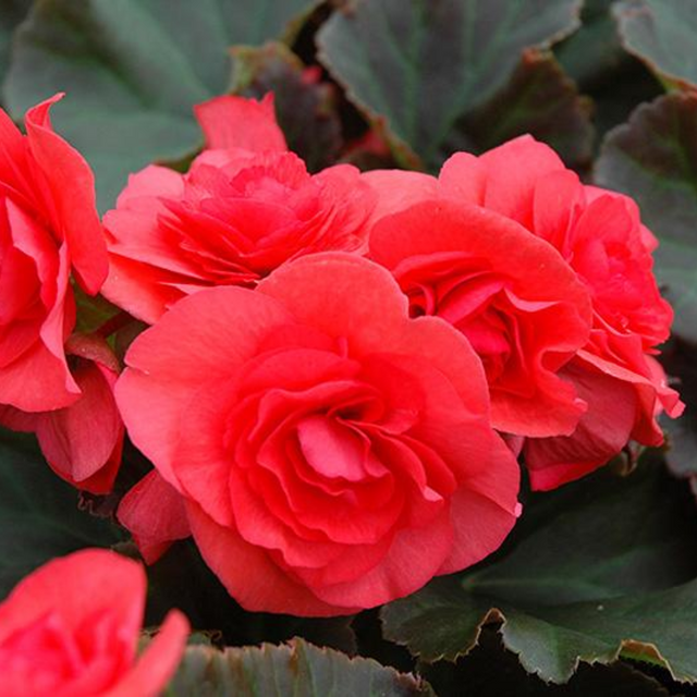 Begonia 'Solenia Dark Pink' from Cedar Nursery, Cobham