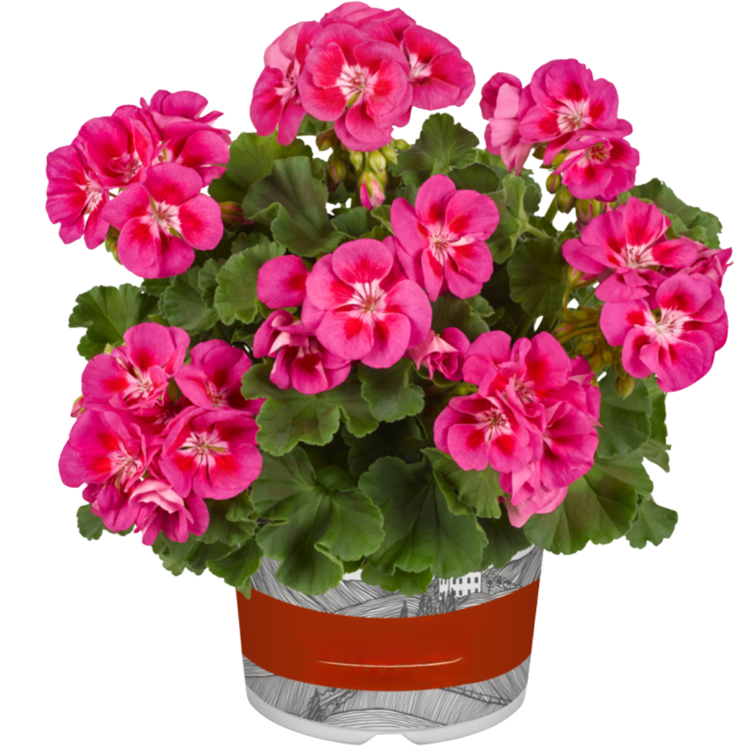 Pelargonium 'Toscana Castello Tammo' from Cedar Nursery, Cobham
