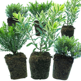 Set of Hebe (Variegata, New Zealand Gold, Sutherlandii) from Cedar Nursery, Cobham