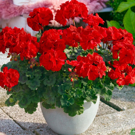 Pelargonium 'Toscana Dolce Vita Mylena' from Cedar Nursery, Cobham