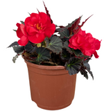 Begonia 'Mocca Cherry' from Cedar Nursery, Cobham