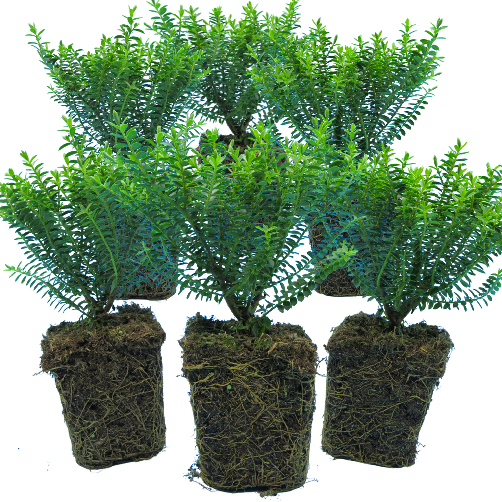 Hebe 'New Zealand Gold' from Cedar Nursery, Cobham