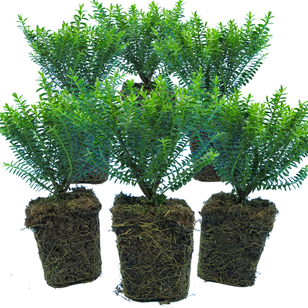 Hebe 'New Zealand Gold' from Cedar Nursery, Cobham