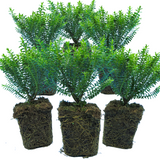 Hebe 'New Zealand Gold' from Cedar Nursery, Cobham