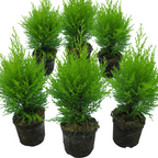 Cupressus macrocarpa 'Wilma' from Cedar Nursery, Cobham