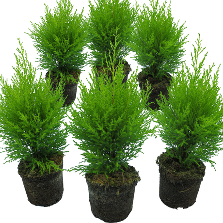 Cupressus macrocarpa 'Wilma' from Cedar Nursery, Cobham