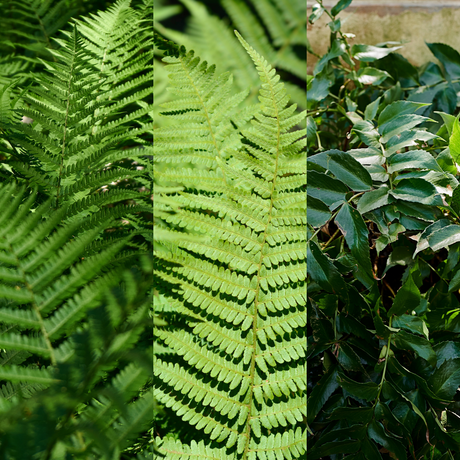 Set of Ferns - Polystichum setiferum, Cyrtomium falcatum, Dryopteris filix-mas from Cedar Nursery, Cobham