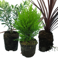 Set of Container Middles - Cupressus macrocarpa 'Wilma', Cordyline australis 'Red Star', Hebe 'Variegata' from Cedar Nursery, Cobham