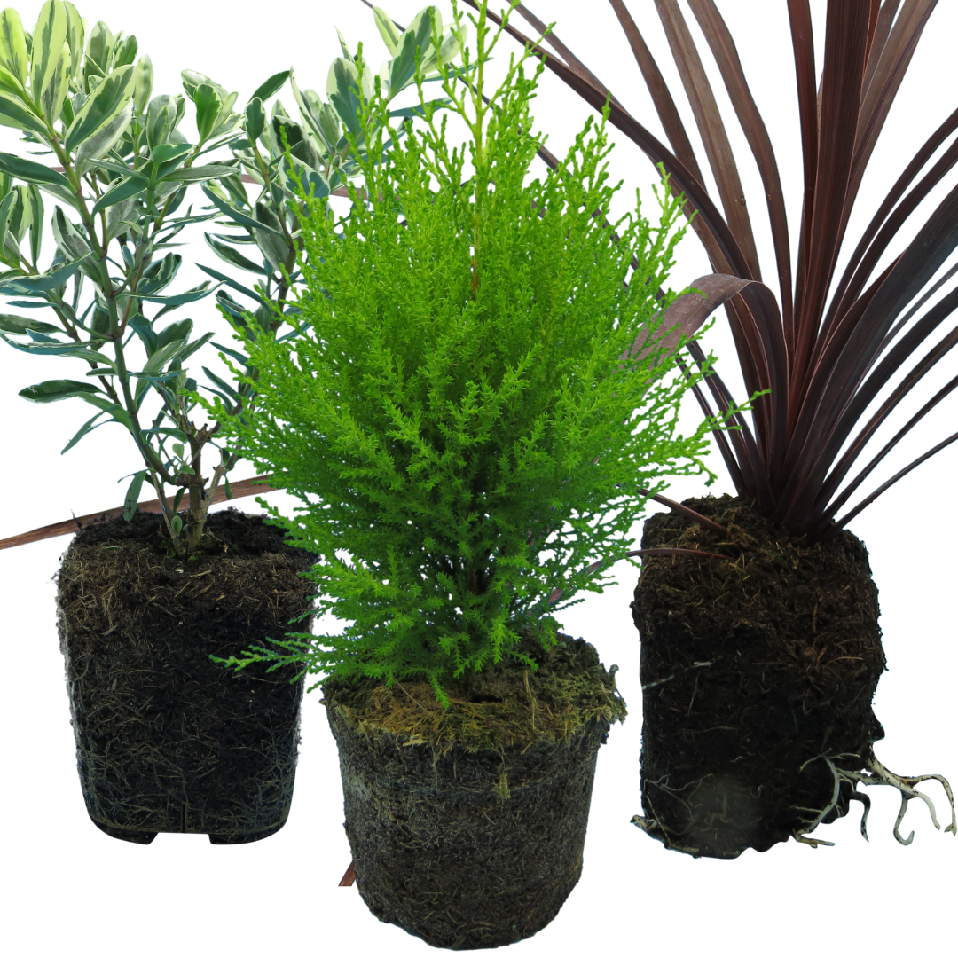 Set of Container Middles - Cupressus macrocarpa 'Wilma', Cordyline australis 'Red Star', Hebe 'Variegata' from Cedar Nursery, Cobham