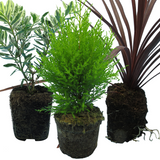 Set of Container Middles - Cupressus macrocarpa 'Wilma', Cordyline australis 'Red Star', Hebe 'Variegata' from Cedar Nursery, Cobham