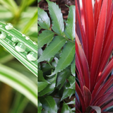 Contemporary Set - Cyrtomium falcatum 13cm, Carex oshimensis 'Feather Falls' 10.5cm, Cordyline australis 'Red Star' 13cm from Cedar Nursery, Cobham