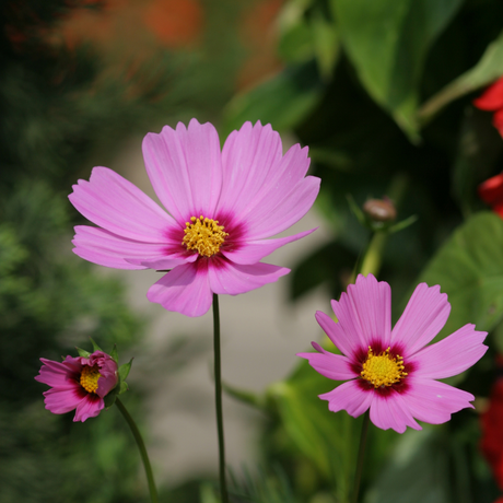Cosmos bipinnatus 'Apollo Pink' from Cedar Nursery, Cobham