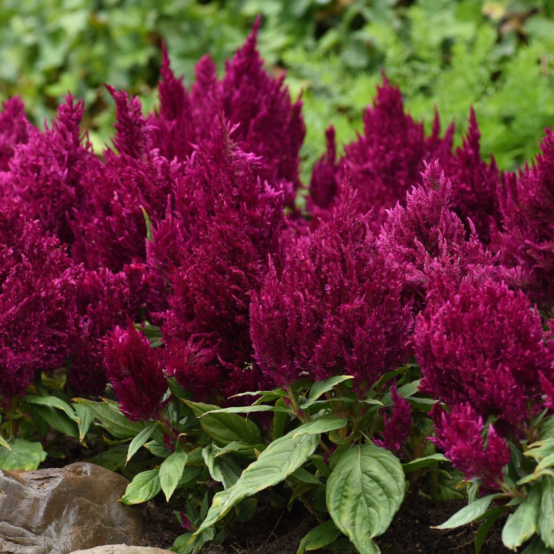 Celosia argentea 'First Flame Purple' from Cedar Nursery, Cobham