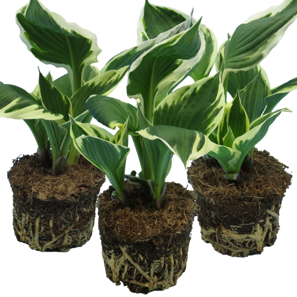 Hosta 'Paul's Glory' from Cedar Nursery, Cobham